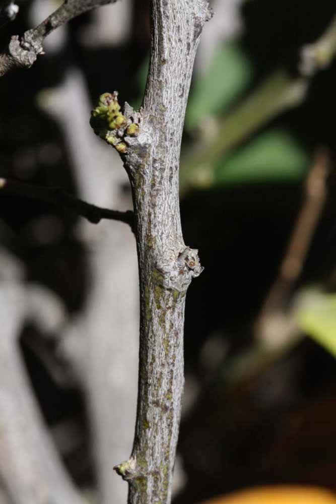              Second - third year twig (Riverside, CA)       